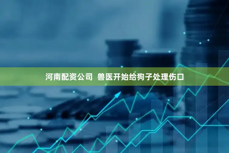 河南配资公司  兽医开始给狗子处理伤口